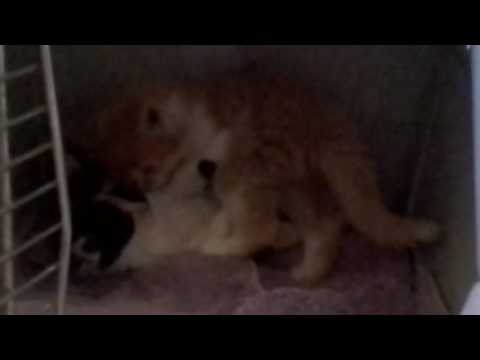 Kitten fights