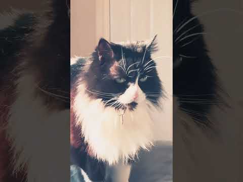 Poppy the cat 2