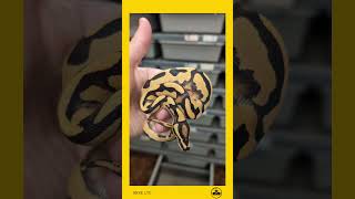 🐍 😎 awesome dh DG pied combo male available now! #snkeltd #ballpython #reptiles