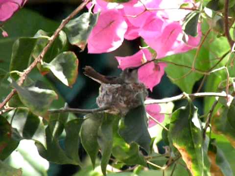 Meet the Hummingbirds