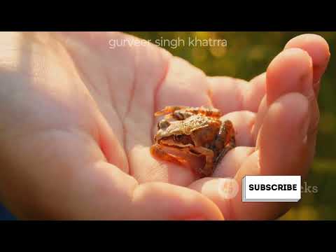 story of Brave little frog Freddy interesting jungle story