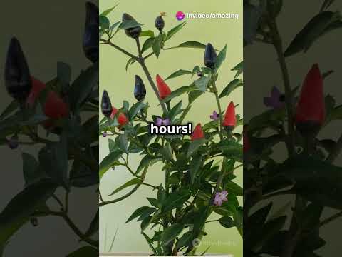 Top 5 Hottest Chilies in the World! 🌶️🔥