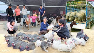REWIND TIMELAPSE --720 Days Harvest Many Goats, Chicken, Pigs,...Go To Sell /Phương's Story
