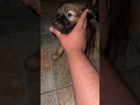 BABY CHICO PLAYING