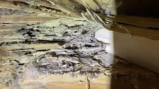 RARE Discovery - You Can Actually Hear Termites Eating Wood!