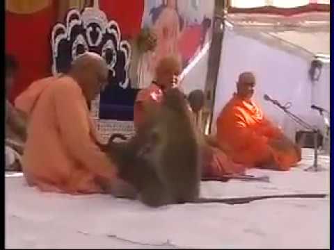 राम भक्त बन्दर