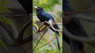 Koyal sound