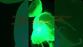 "🌊 Explore the Enchanting World of Jellyfish: Nature's Bioluminescent Wonders! #OceanMagic #shorts