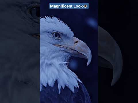 #baldwhiteeagle #eagleeyes #lookofwild #youtubeshorts #whiteeagle #allahscreation
