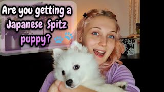 Are you getting a Japanese Spitz Puppy?