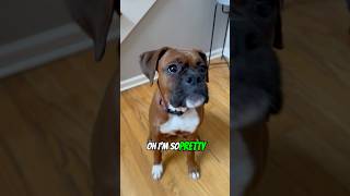 👀 Look at me! #danithegirlboxer #boxerlove #boxerpuppy #boxerdog