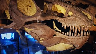 Hidden Wonders of the Natural History Museum (4K Documentary)