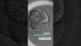 EMBRYO GROWTH DAY 0 to Day 5