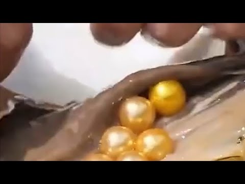 Fishing for pearls #oddlysatisfying #satisfying #viral #tiktok #shorts #asmr
