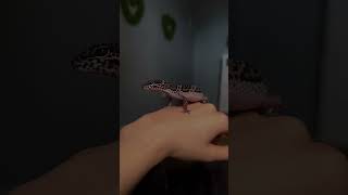 #reptile #snakes #boaimperator #boaconstrictor #snakehandler #royalpython  #ballpython #leopardgecko
