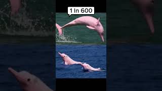 “Rare Animals You’ve Never Seen Before |