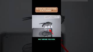 Why Flies Are IMPOSSIBLE to Catch?