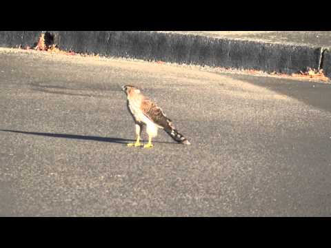 Sharp-shinned Hawk playing with crows