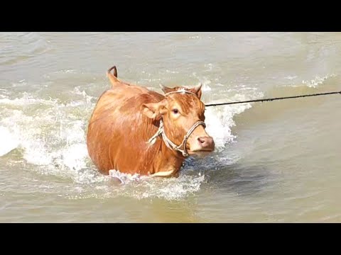 Cow Videos, Watch These Cows Enjoy A Relaxing Bath | Cows Get Clean Bath In Pond