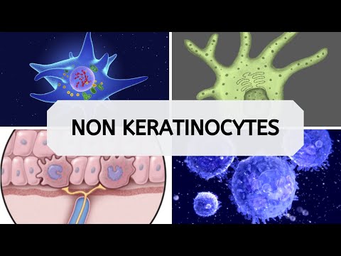 NON KERATINOCYTES