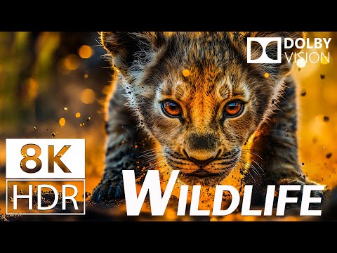 The Most Amazing Wildlife – Nature’s Spectacular Wonders