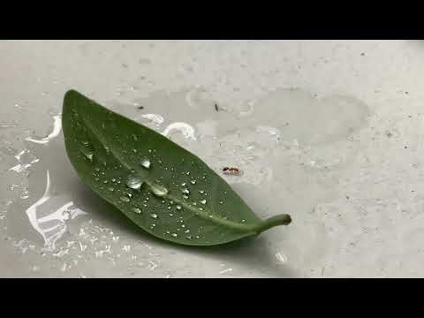 Ant drinking water close up