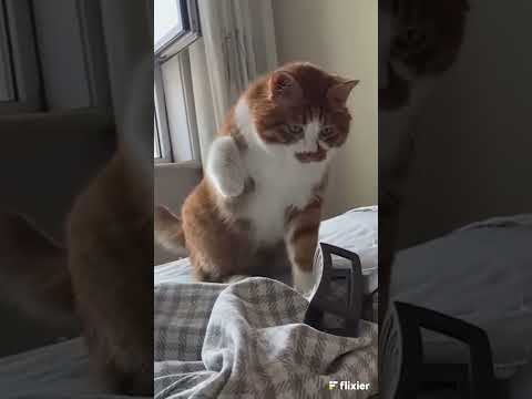 Cat's reflexes #cats #reflexes #montagem #memes #shorts