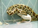 Dwarf Burmese Python