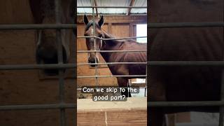 What a transformation! #horse #rescue