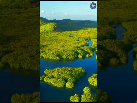 The Amazon Is NOT the Lungs of the Earth – Here's the Truth!"🤯#shorts #viralshorts #facts