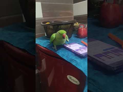 parrot dancing on Diljit Dosanjh song kinni kinni ♥️ #kinnikinni #diljitdosanjh #diljitdosanjhsongs