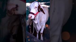 #mandi2025 #mandi_bhav_update #malircattlemandi #karachicattlemarket #bakraeidspecial #mandi