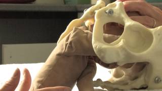 Demonstration of the mechanism of a breech birth