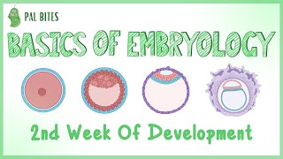 Basics of Embryology | Second Week of Development