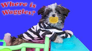 Waggles is missing! The Assistant goes on a mission for her Puppy
