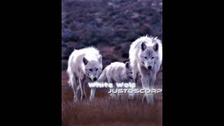 Volg Zangief..| Hajime No Ippo edit