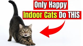 10 Essentials to Keep Your Indoor Cats Happy