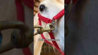 Come on! Let’s go to work! #adayinmylife #foryou #shorts #animals #learnfromme #hoofcare