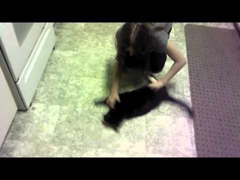 Funny cat videos
