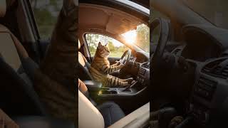 Will It Keep Smiling? Enjoy the Ride… #HappyCat #JoyfulDrive #ShortClip #aianimation #cutecat