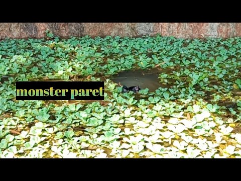 Trip mancing yang butuh perjuangan -mancing sepat siam ||vlog#07