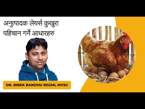 How to identify unproductive laying hens? अनुत्पादक लेयर्स कुखुराहरु पहिचान गर्ने आधारहरु...