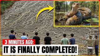 Florida’s Wild Python Eradication Footage Reveals the Aftermath Nobody Expected - Invasive Species