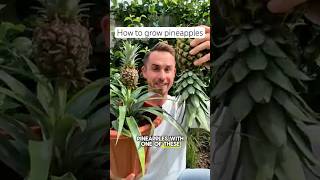 How to grow pineapples #garden #gardening
