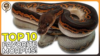 My Top 10 Favorite Ball Python Morphs of ALL TIME!