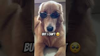 Virtual Hugs Sent #youtubeshorts #shortvideo #shorts #short #trending #trend #trendingshorts #dog