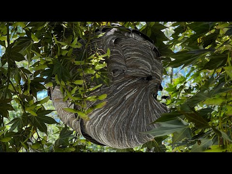 Removing Hornets with a Shop Vac and Bee Suit