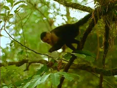 Rainforest PAS