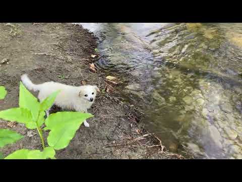 Lyla vs. Immovable Stick #shorts