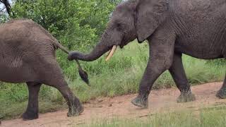 Adorable elephant walk past...